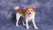 Pies o umaszczeniu biało-rudym pozuje do zdjęcia na fioletowym tle. Ma wystawiony język i klapnięte uszy
