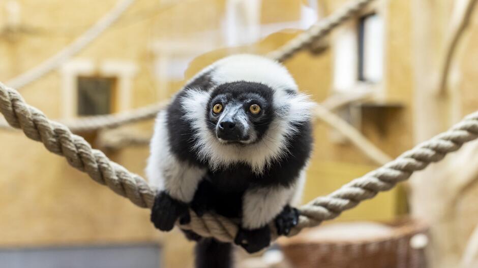 To zdjęcie przedstawia lemura wari, który siedzi na linie. Lemur ma charakterystyczne czarno-białe umaszczenie, z dużymi, wyrazistymi, żółtymi oczami i czarną maską wokół oczu, która wyróżnia się na jego jasnej twarzy. Lemur wygląda na zaciekawionego lub może być lekko zaskoczony, ponieważ jego oczy są szeroko otwarte i patrzy prosto w kamerę. Tło jest nieostre, co sugeruje, że zdjęcie zostało zrobione z krótką głębią ostrości; w tle widoczne są elementy wyposażenia, prawdopodobnie wewnątrz zoo lub jakiegoś środowiska hodowlanego